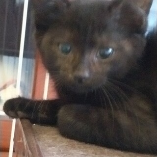 お目め治ったよ！黒猫オスの里親募集！