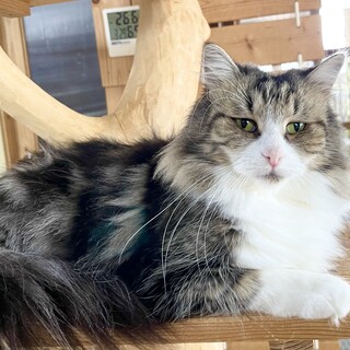 ノルウェージャンフォレストキャット、女の子５歳です
