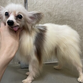 他ブリーダーさんからの男の子