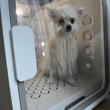 一瞬で別人(別犬)になるシャワー後