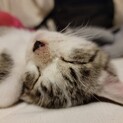 命懸けで奇跡的に助けてもらえた命　ぼんちゃん