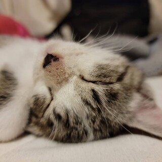 命懸けで奇跡的に助けてもらえた命　ぼんちゃん