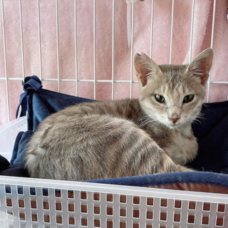 【8/7本日千葉市譲渡会❣️】とっても人懐こい八雲