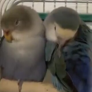 【東京都清瀬市】夫婦コザクラインコの里親募集