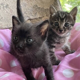 黒猫スナちゃん7月上旬生まれ