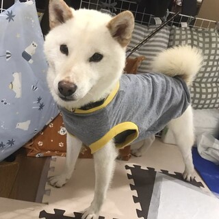 白柴風♪甘えん坊のコマメくん