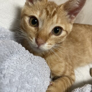  茶トラ(オス) 約2ヶ月 ※てんかん様発作あり