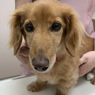 里親様が決まりました。ありがとうございました。