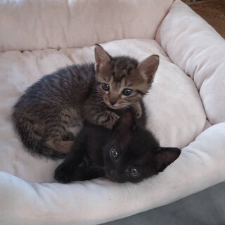 コウちゃんとトウちゃん