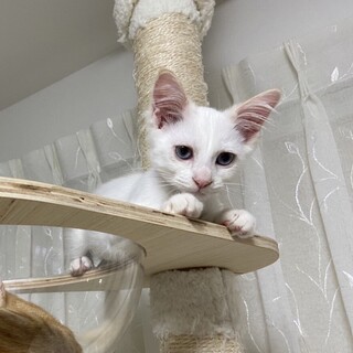 ブルーアイのオシャレな男の子　こまめくん