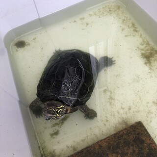 クサガメのメス　甲長約２０センチ