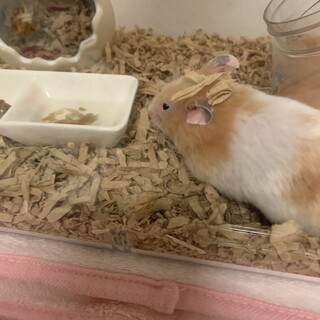 【ゴールデンハムスター】里親さん募集中