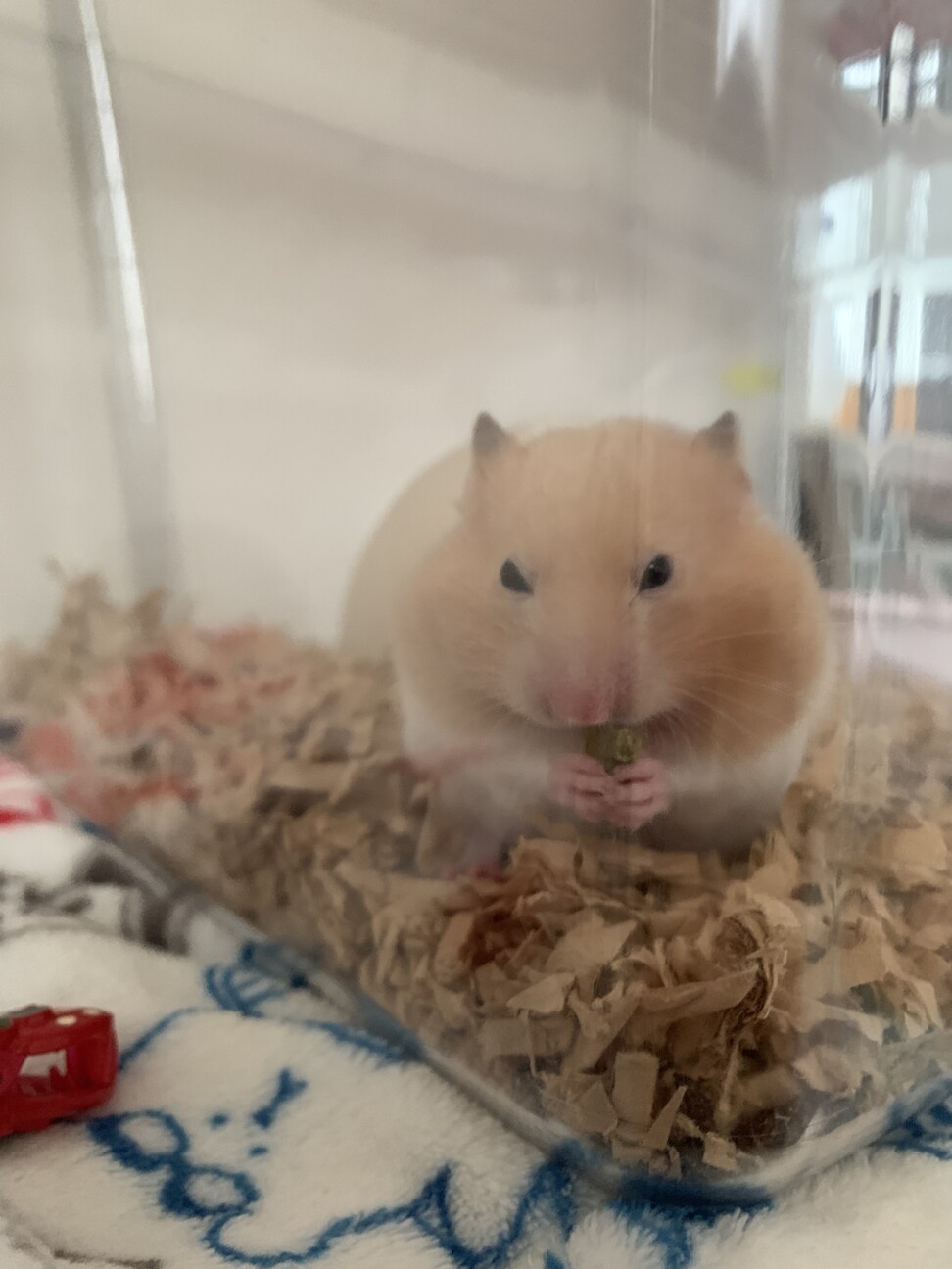【ゴールデンハムスター】里親さん募集中 サムネイル2