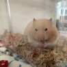 【ゴールデンハムスター】里親さん募集中 サムネイル2