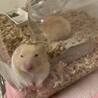 【ゴールデンハムスター】里親さん募集中 サムネイル3