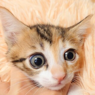 【8/28譲渡会参加】ひみこちゃん