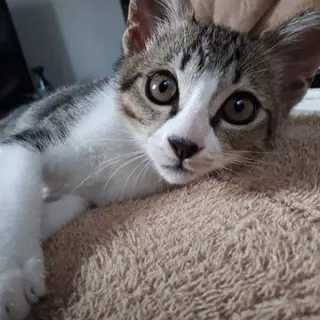 国道１号で轢かれ奇跡的に助かった【ペニー】