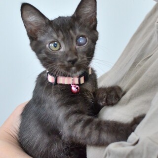 【8/14譲渡会参加予定】ミラクルな葵ちゃん