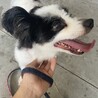 パピヨン男の子、再募集 サムネイル2