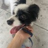 パピヨン男の子、再募集 サムネイル3