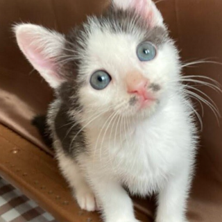 ☆ちょびひげ黒白　男の子　ちょび丸くん☆