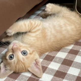 ☆オレンジ色の甘えん坊　ちゃちゃ丸くん☆