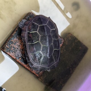 クサガメのメス　甲長約10センチ少々