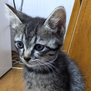 甘えん坊で可愛いキジトラ女子⭐️チョコ