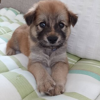 香川県からやってきた えい