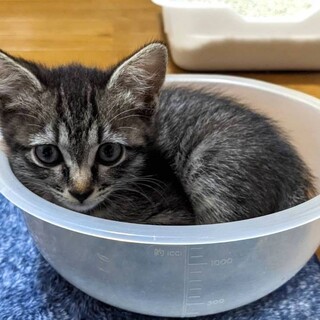 甘えん坊で人見知りなし⭐︎キジトラ男子ココア