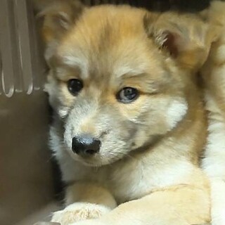 香川県からやってきた あかり灯