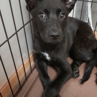 香川県からやってきた 環たまき