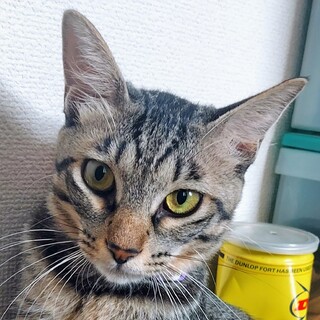 シッポが特徴「れもんちゃん」