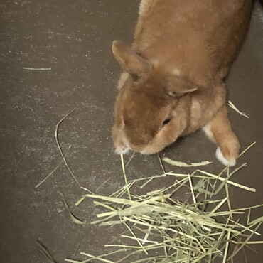 寝ながらチモシーもぐもぐ（´〜｀）♡