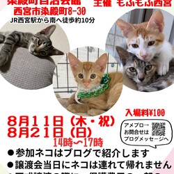 もふもふ西宮　ほごねこの幸せ譲渡会