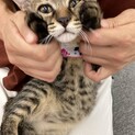4ヶ月の子猫ちゃん！丸々してるお利口さん