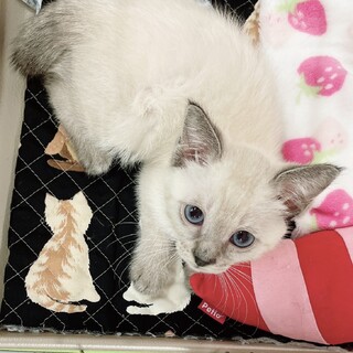 【8/28千葉市譲渡会❣️】天真爛漫なひなた