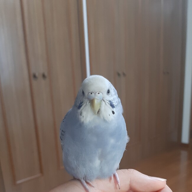 kifuのカバー写真