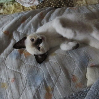 シャムの子猫です。健康状態良好、人懐っこい猫です。