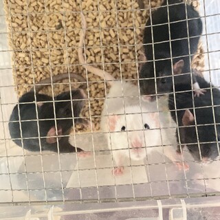 ファンシーラット ベビー