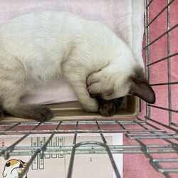 名古屋市緑区猫の譲渡会