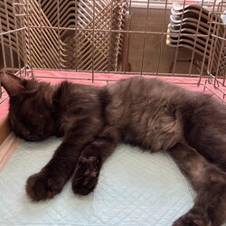 名古屋市緑区猫の譲渡会