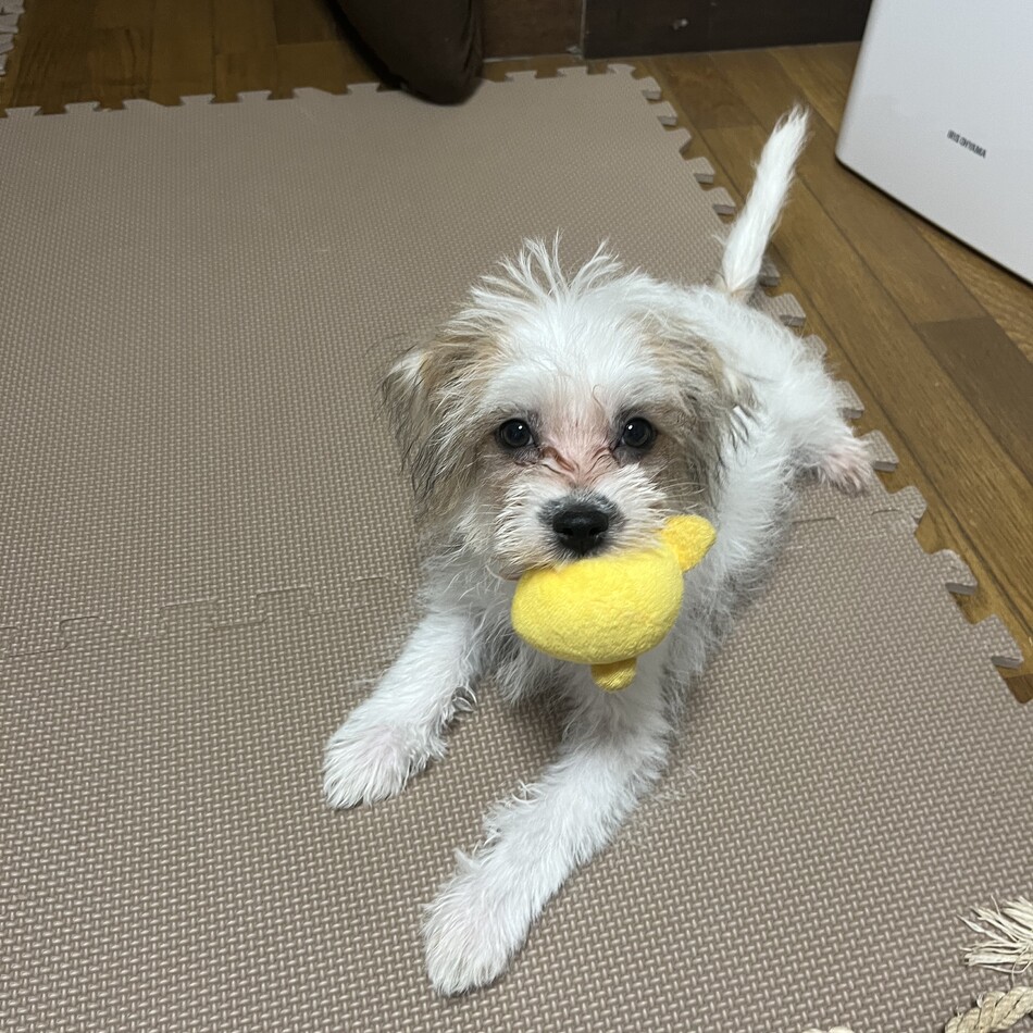 ハオのカバー写真