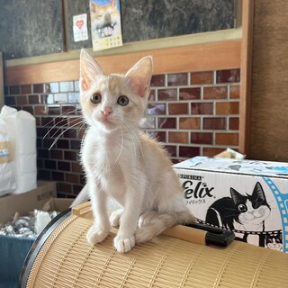 生後3ヶ月♡クリーム色の茶トラ仔ニャン♡