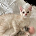 クリーム色の王子さま ♡ 募集一時停止します