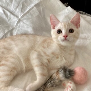 クリーム色の王子さま ♡ 募集一時停止します