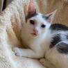 牛柄★白グレーのオス子猫★おとなしい子です サムネイル4