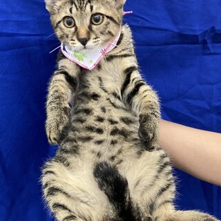 ぽんぽこ丸くて可愛い！りおん君