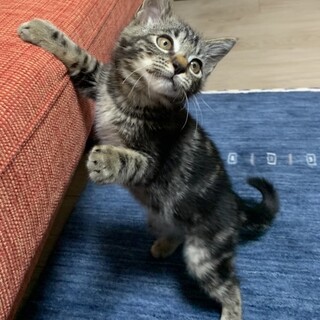 アメショー風な女の子