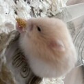 クリームバンデッド長毛